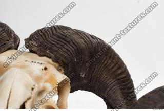 mouflon skull antlers 0001
